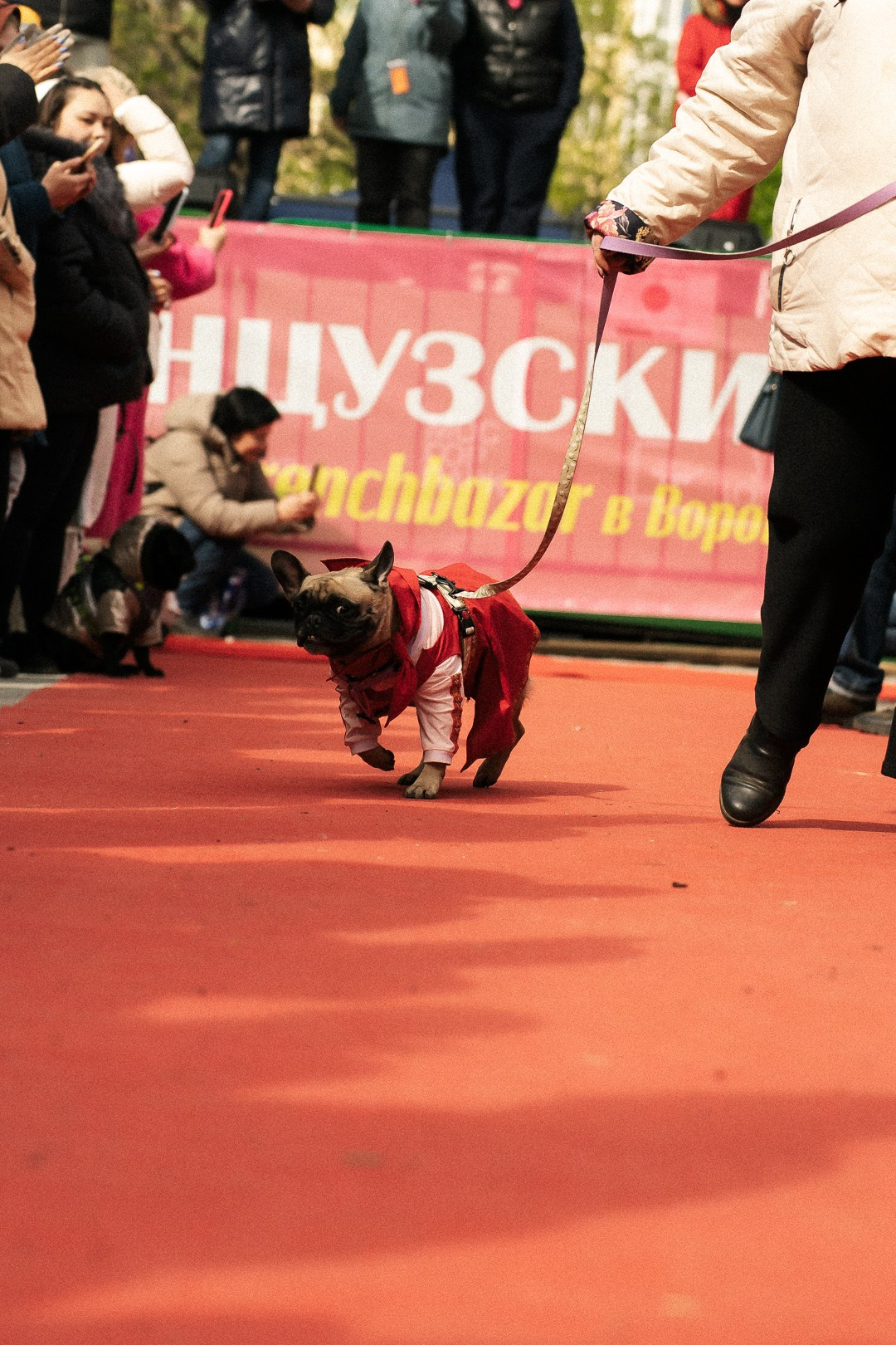 Парад Бульдогов. Axenov_eugene