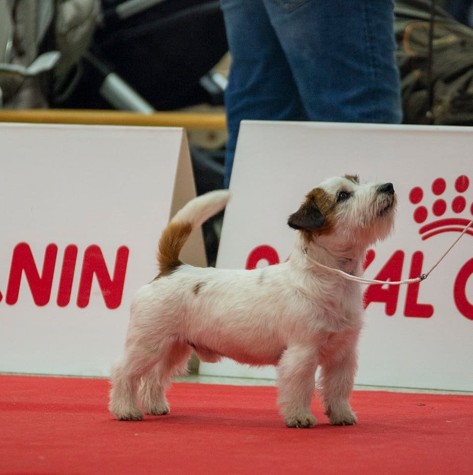 CM NIMBUS. КАНЕ МАЭСТРО — питомник Джек рассел терьеров