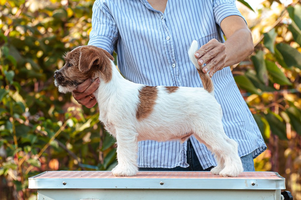 CANE MAESTRO SQUIRE. CANE MAESTRO — kennel Jack Russell Terrier