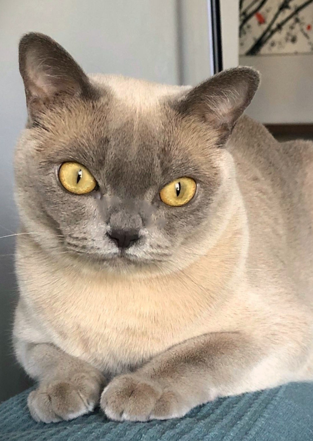 Котёнок американской бурмы. Las Burmas — питомник американской бурмы традиционных линий