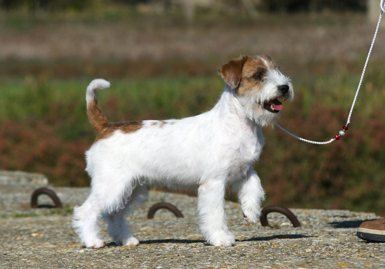 Lovely -Orange Team Spirit. Lovely-Orange питомник джек рассел терьеров