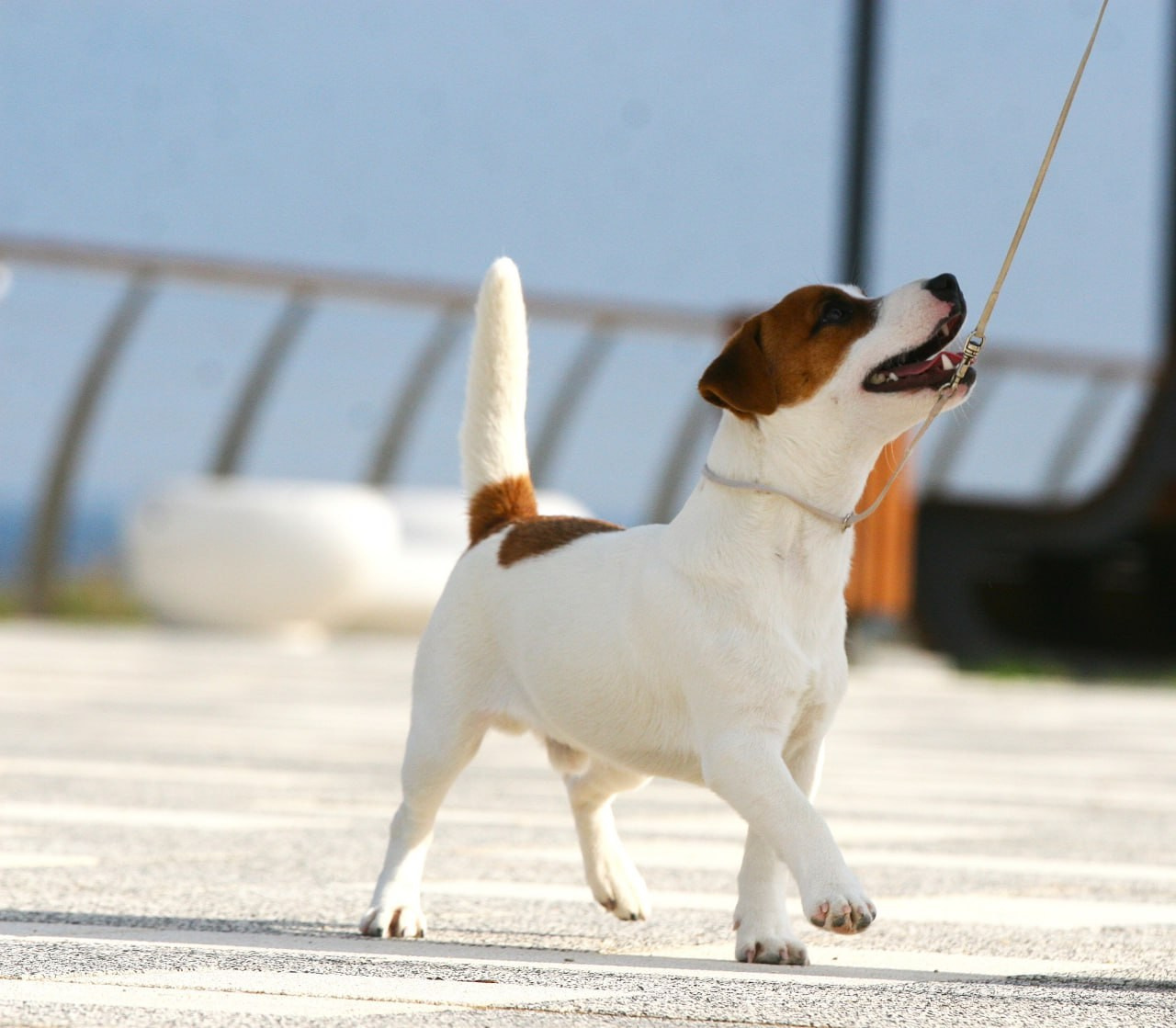 VOLNA STAR LAGERFELD LEGENDS. Lovely-Orange питомник джек рассел терьеров