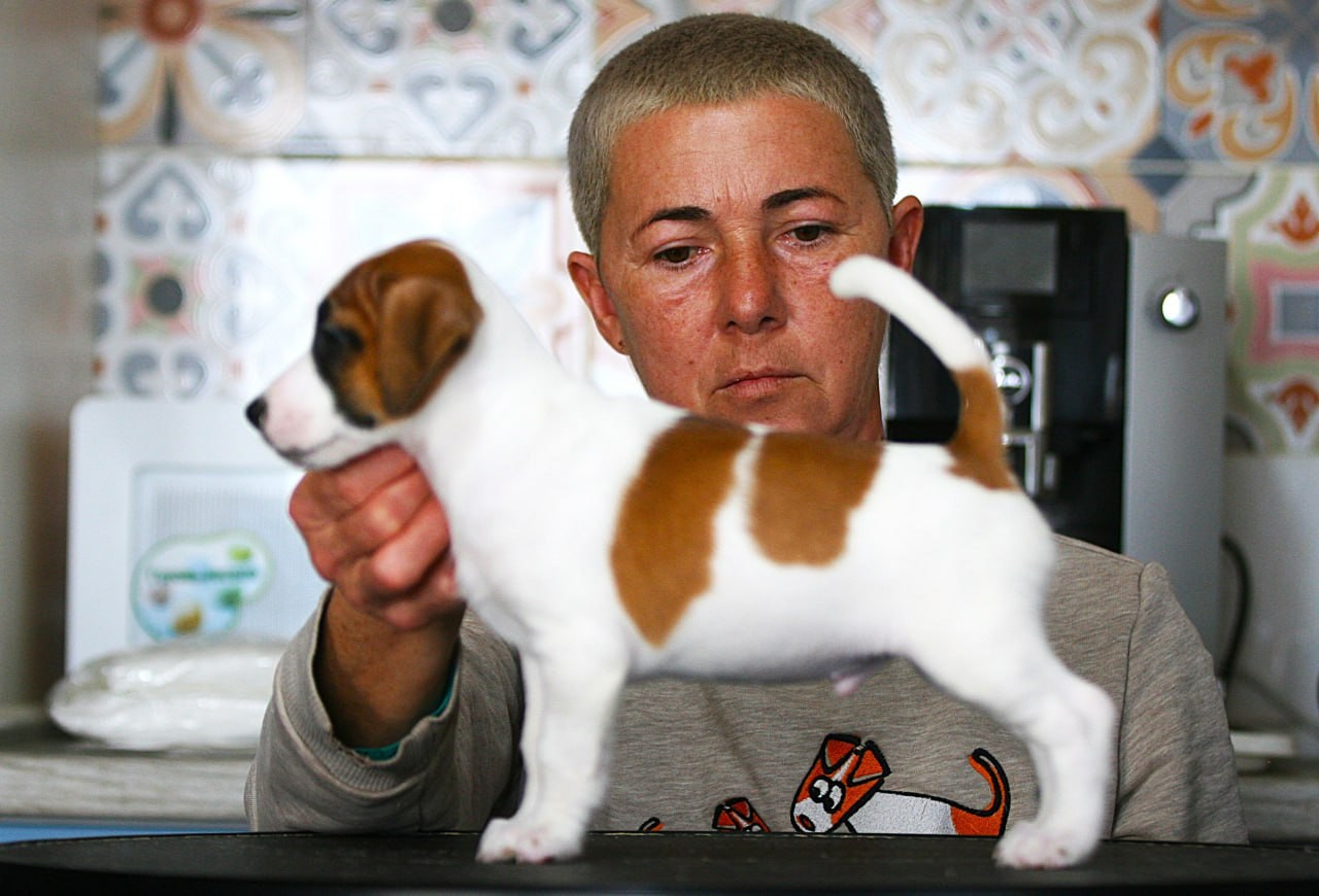 Кобель. Lovely Orange kennel Jack Russell Terrier FCI/RKF