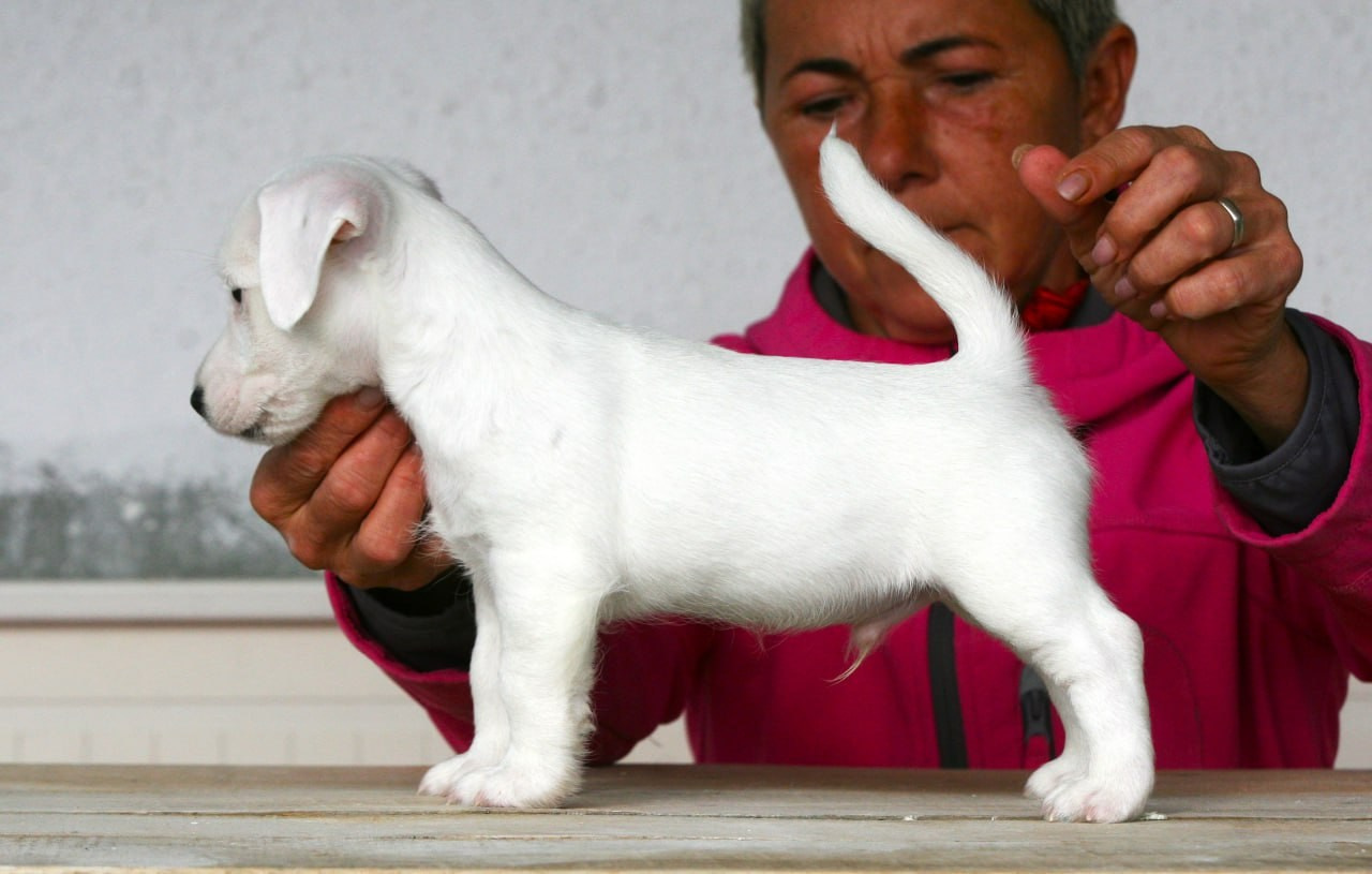 Male 1 light brocken. Lovely-Orange питомник джек рассел терьеров