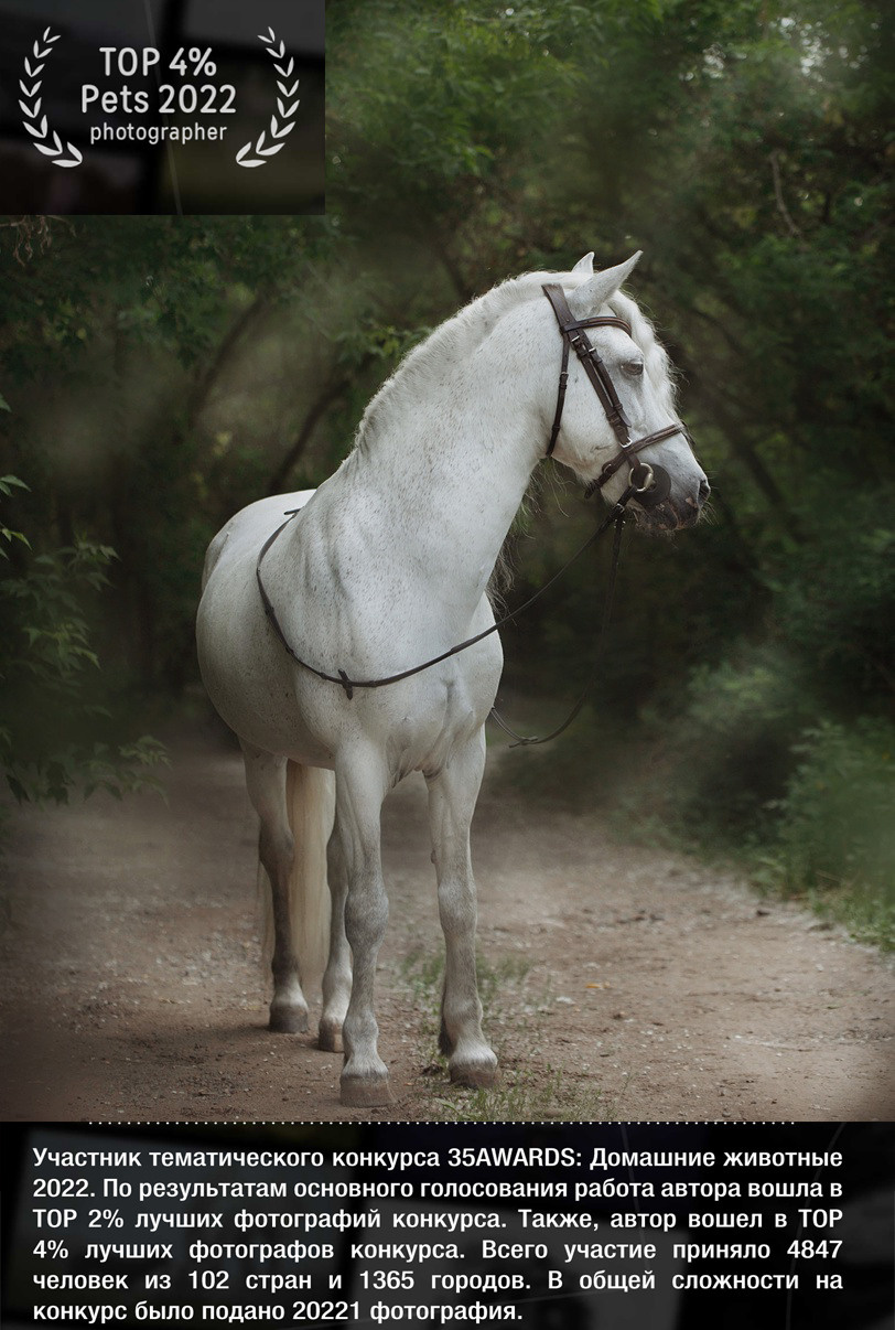 Главная. Конный фотограф в Красноярске — Любовь Похабова