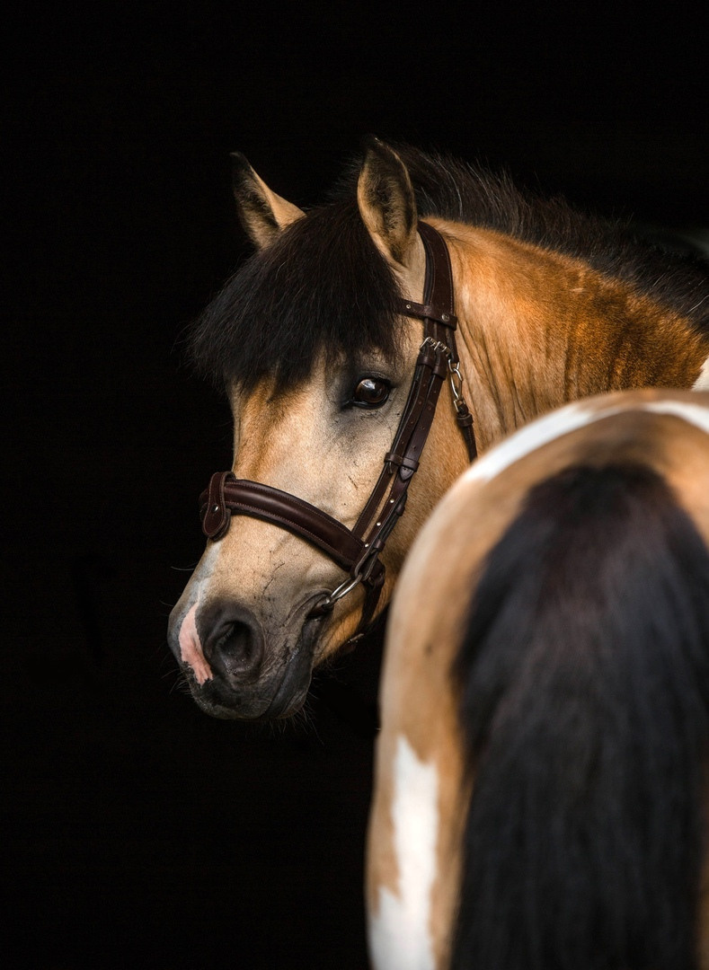СЪЕМКА ЛОШАДЕЙ. Конный фотограф в Красноярске — Любовь Похабова