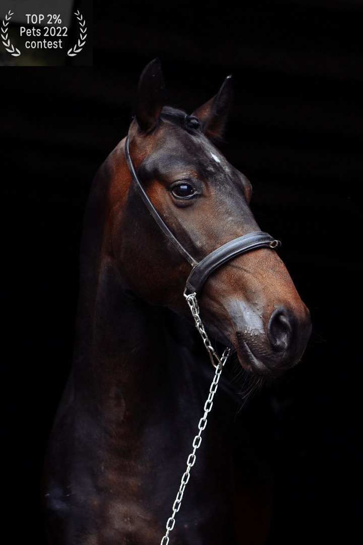 Главная. Конный фотограф в Красноярске — Любовь Похабова