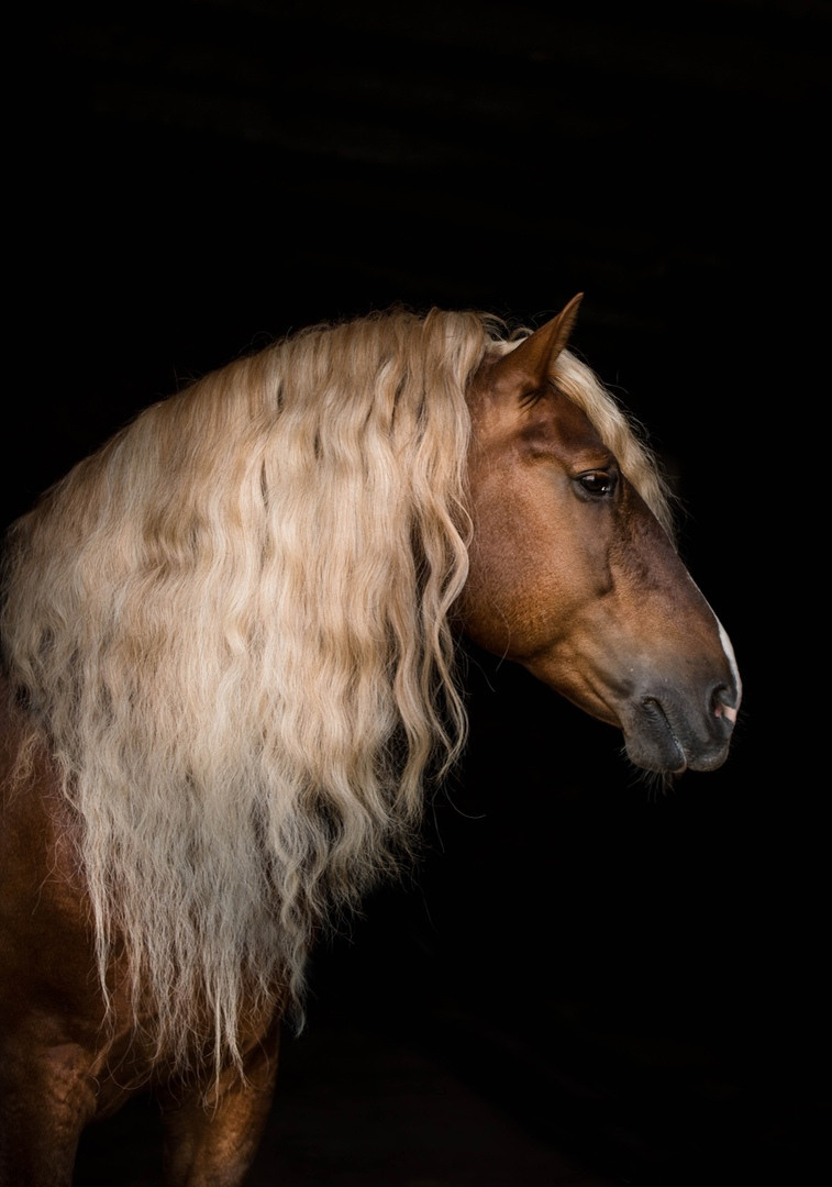 Карета 24. Конный фотограф в Красноярске — Любовь Похабова