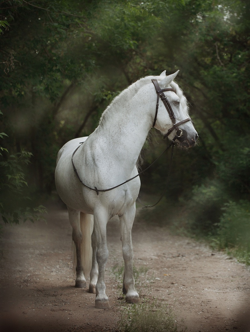 СЪЕМКА ЛОШАДЕЙ. Конный фотограф в Красноярске — Любовь Похабова