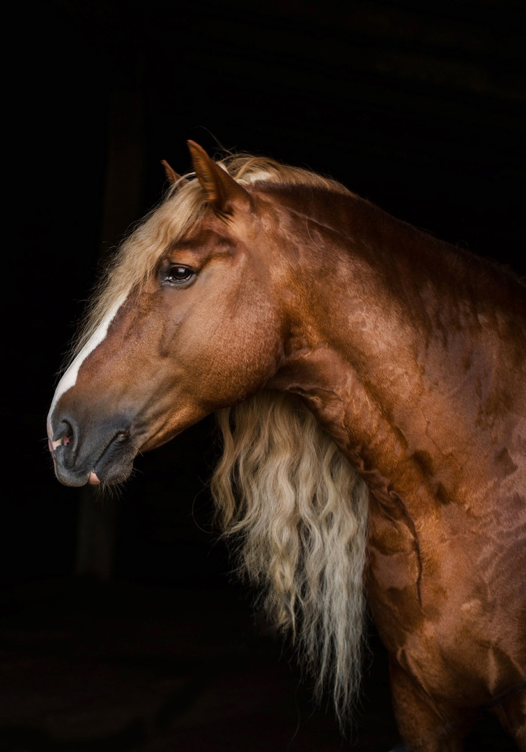 Карета 24. Конный фотограф в Красноярске — Любовь Похабова