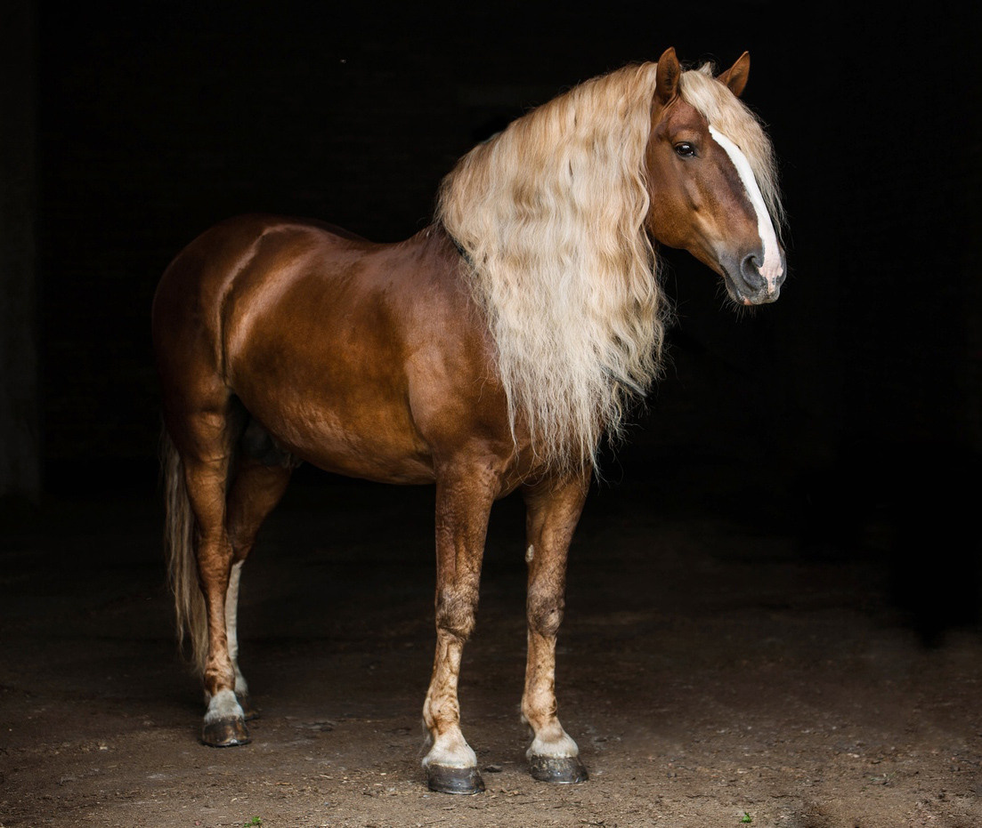 СЪЕМКА ЛОШАДЕЙ. Конный фотограф в Красноярске — Любовь Похабова