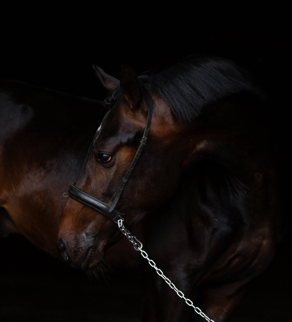 СЪЕМКА ЛОШАДЕЙ. Конный фотограф в Красноярске — Любовь Похабова