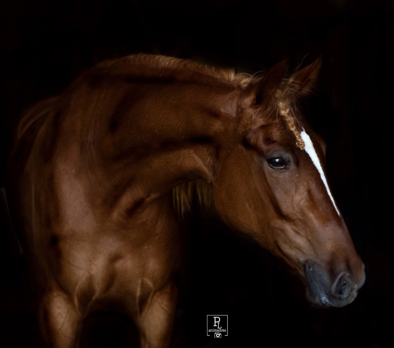 СЪЕМКА ЛОШАДЕЙ. Конный фотограф в Красноярске — Любовь Похабова