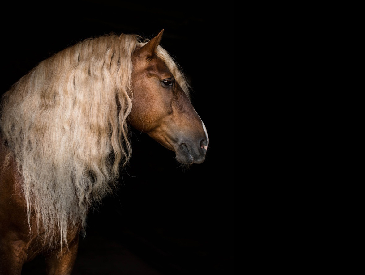 СЪЕМКА ЛОШАДЕЙ. Конный фотограф в Красноярске — Любовь Похабова