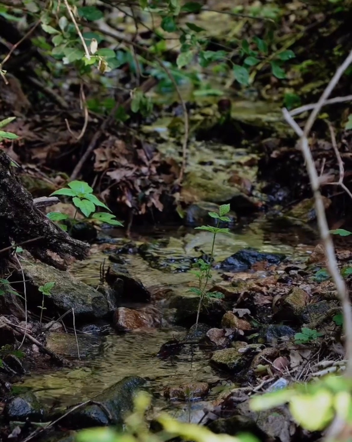 Мастер-классы. ЛЮБИМЫЕ ЦВЕТЫ