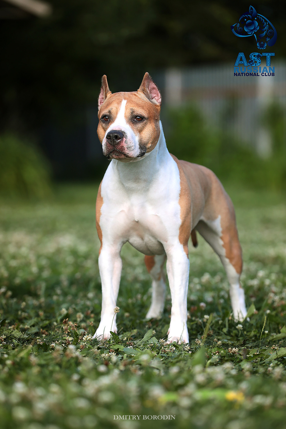 02-03.07.2021 Moscow, 25th AST Russian National Specialty. Ph Dmitrii Borodin