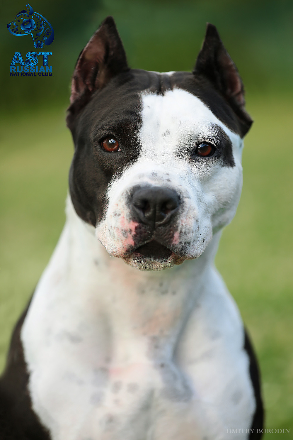 02-03.07.2021 Moscow, 25th AST Russian National Specialty. Ph Dmitrii Borodin