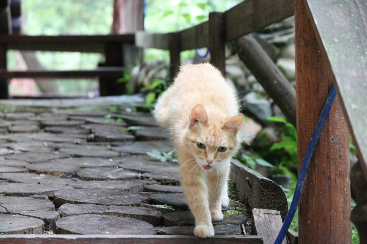 Деревенский выезд. Галерея Фантим