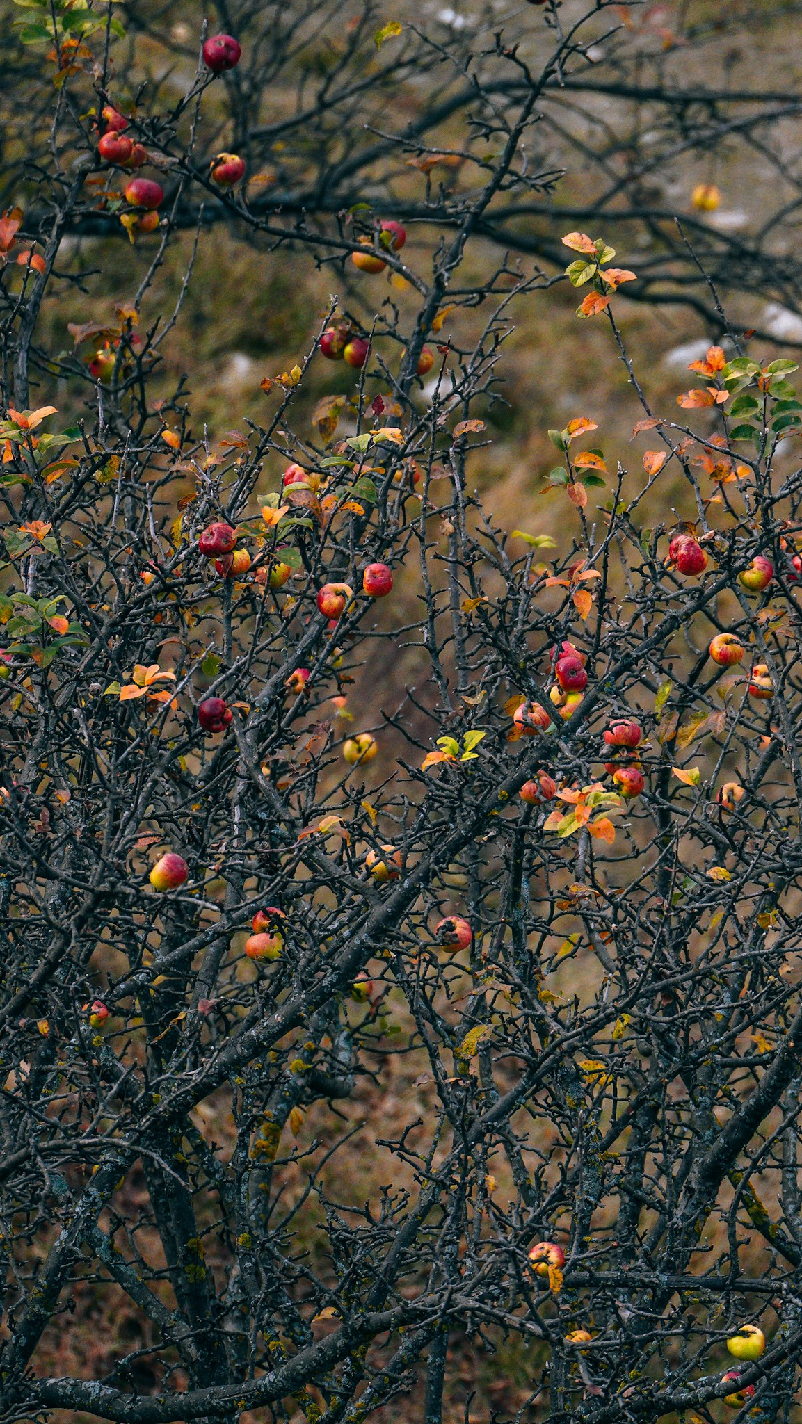 Дагестан 2023. Человек с фотокамерой