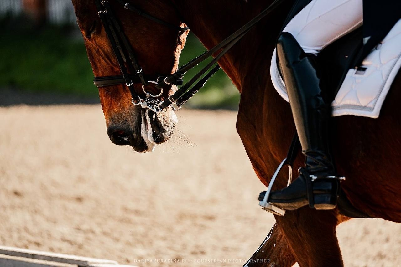 КУБОК по ВЫЕЗДКЕ КСК «РУССКИЙ АЛМАЗ». Конный фотограф Куракина Дарья • Фотосессии с лошадьми