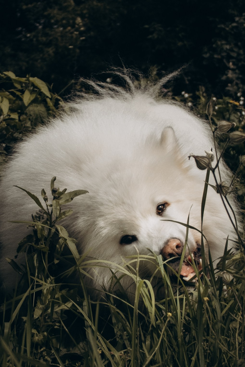 Фотосессия с ребенком и собакой в парке. Фотограф-анималист в Москве Екатерина Тихонова