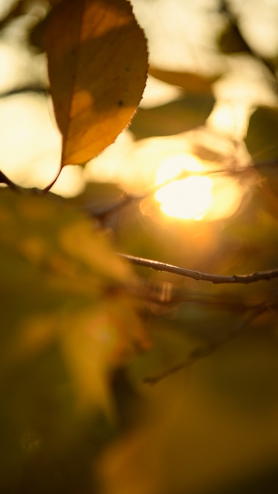 НОВОСТИ. Фотохудожник Нина Жихарева