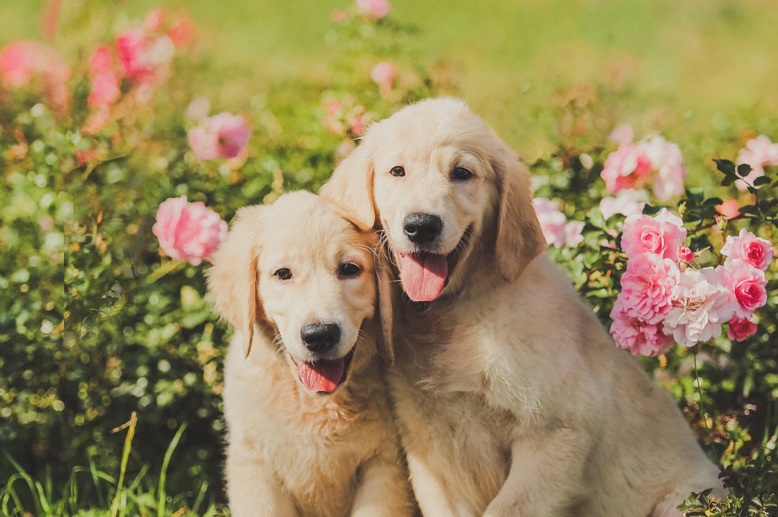 Щенки. Семейный и детский фотограф в Москве Мария Быкова
