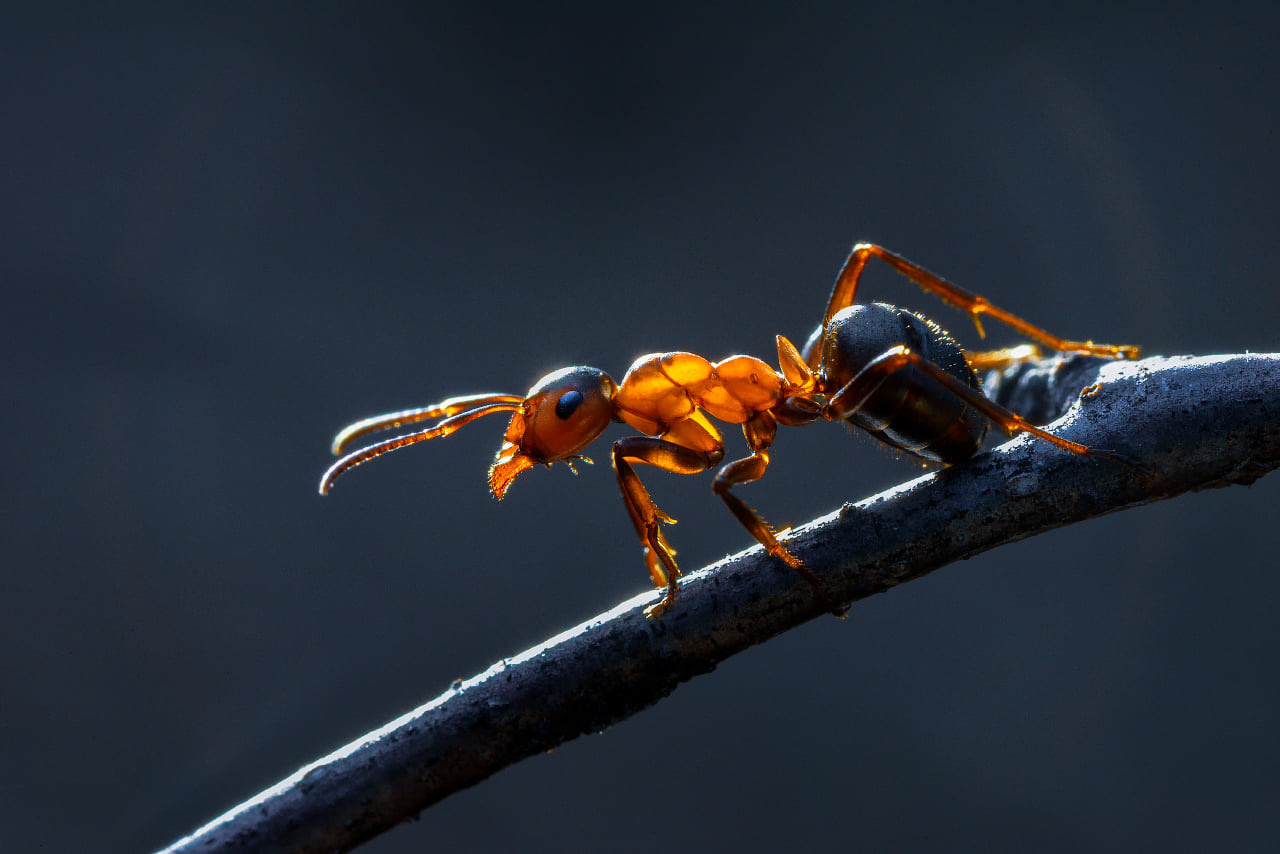 Макро фотографии