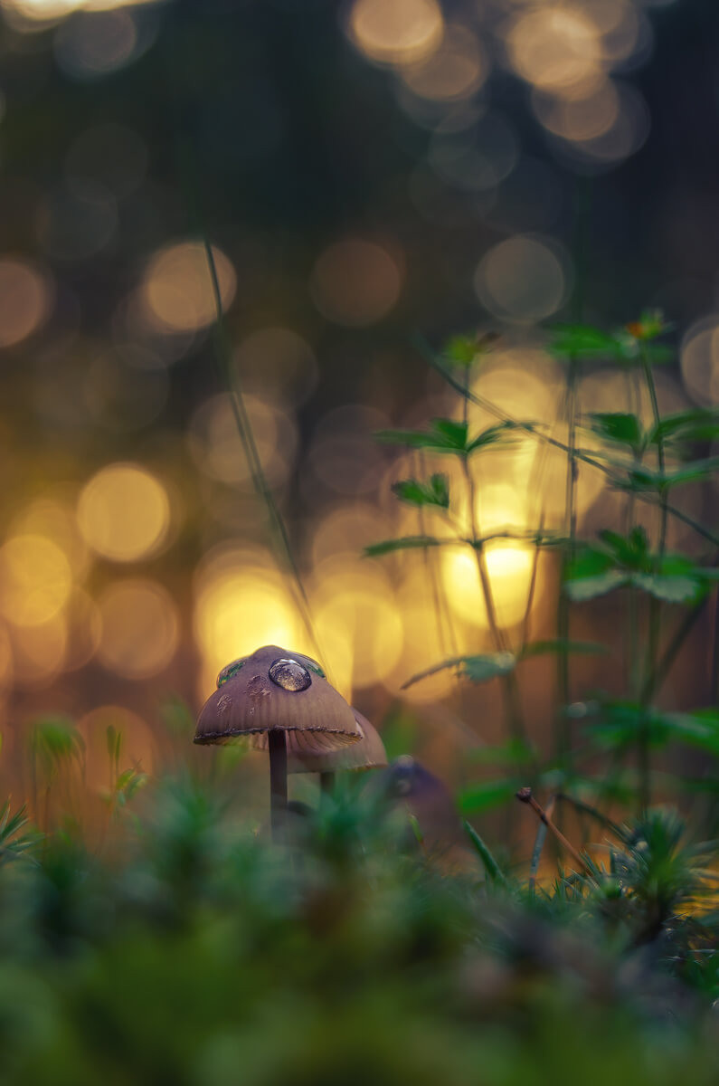 Макро фотографии