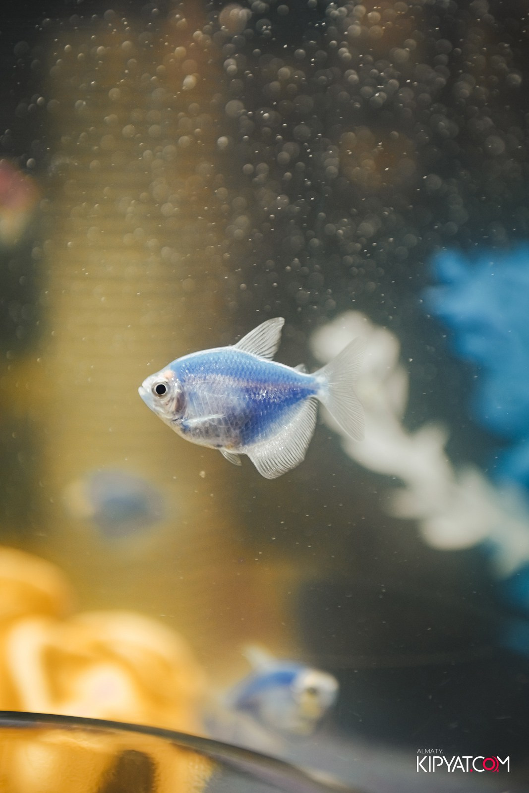 РЕСТОРАН KOCHI. КИПЯТКОМ АЛМАТЫ!