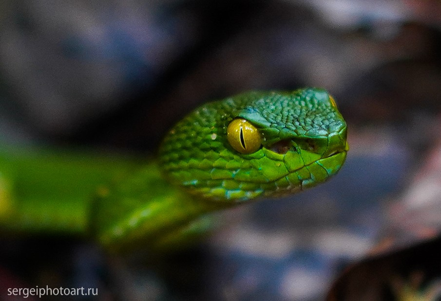 Остров Фукуок, Вьетнам. Фотограф Сергей Кишкель Дананг Нячанг Фукуок