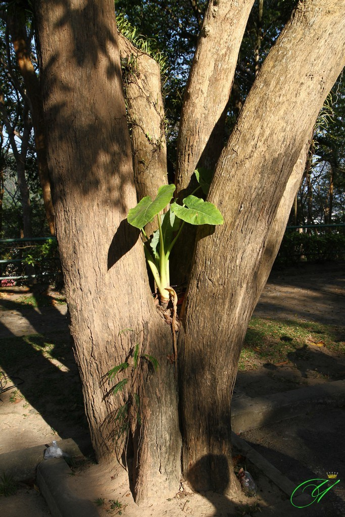Тайланд. Пхукет 2013. Улица, люди, жизнь…