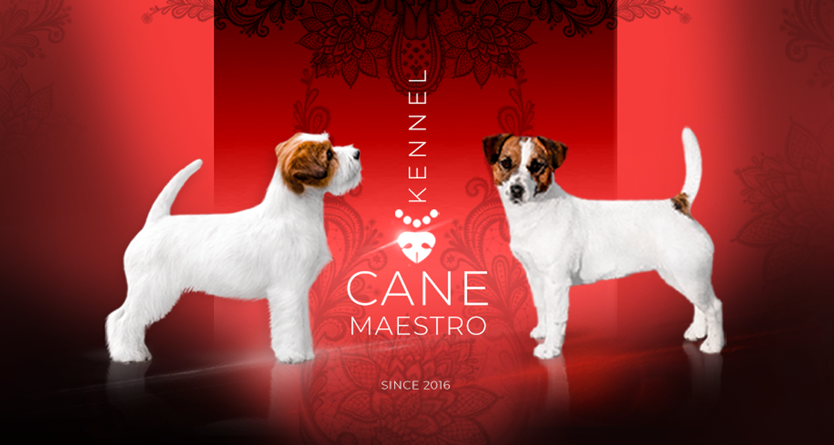 CANE MAESTRO — kennel Jack Russell Terrier