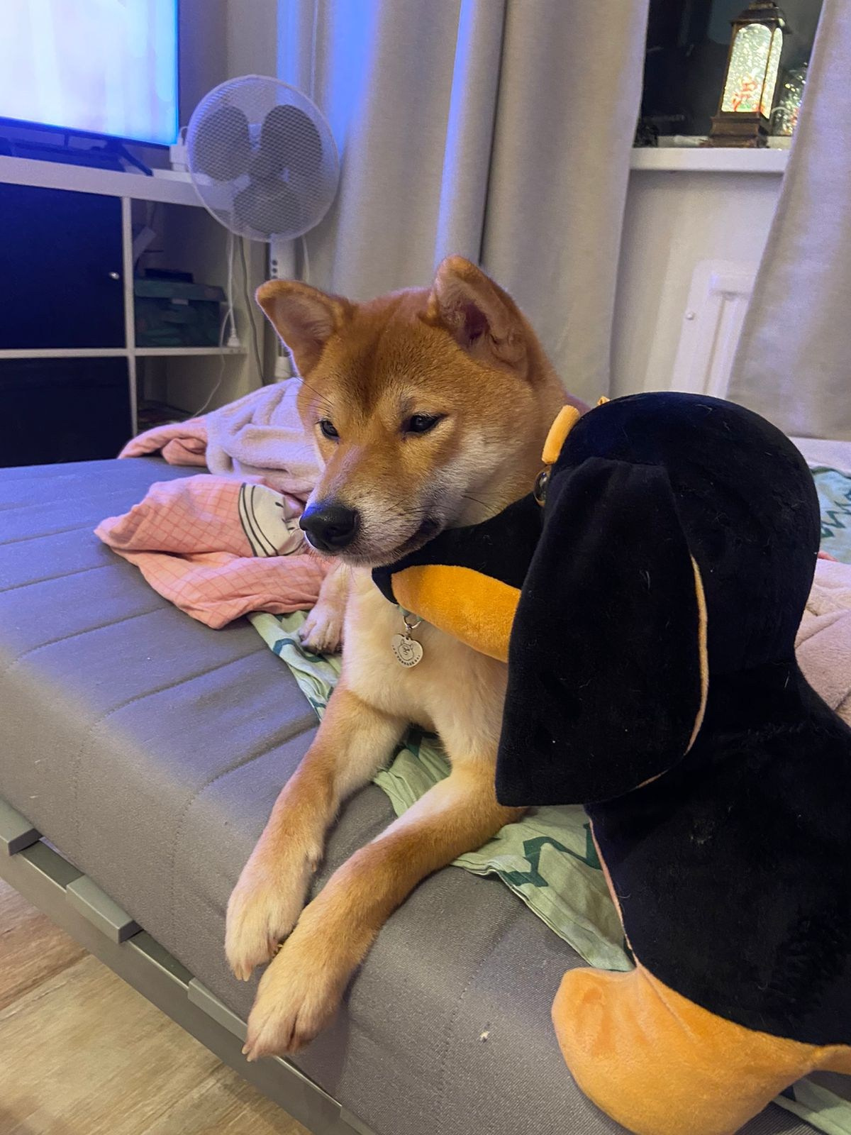 сиба питомник Рубилайт щенки на продажу rubylight  сиба щенки купить