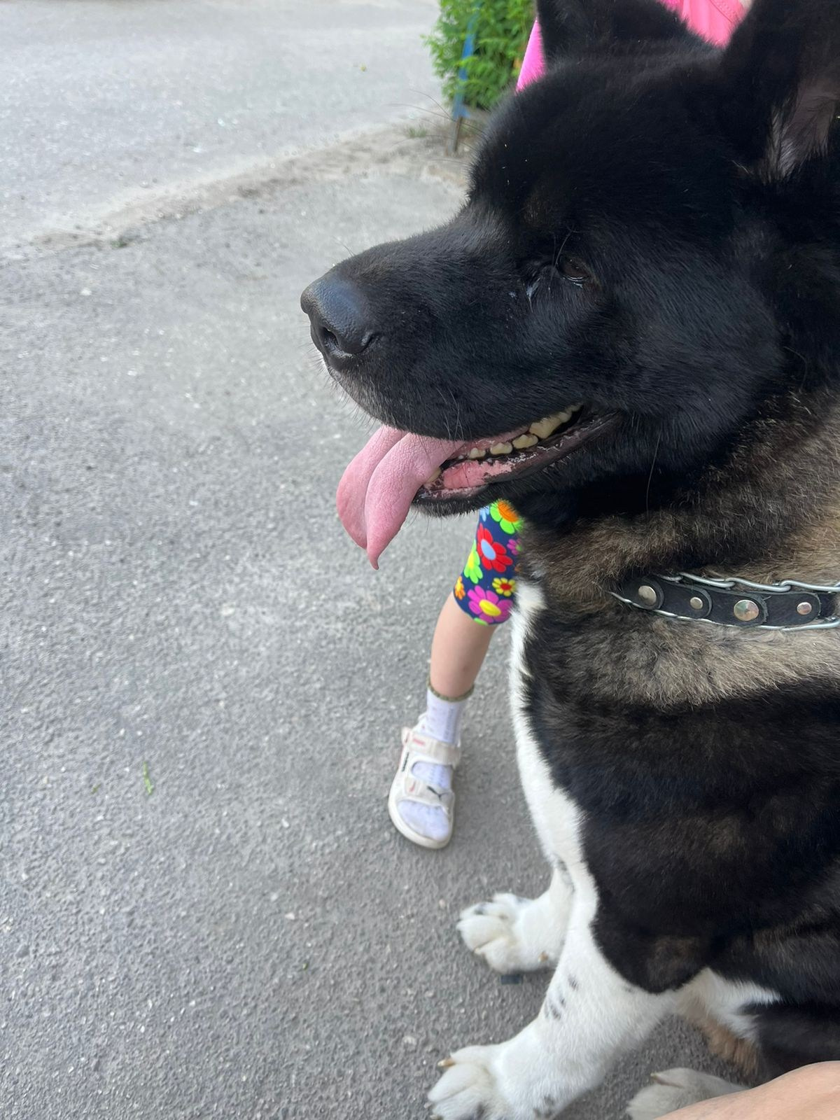 Rubylight Grom Американская акита питомник Рубилайт