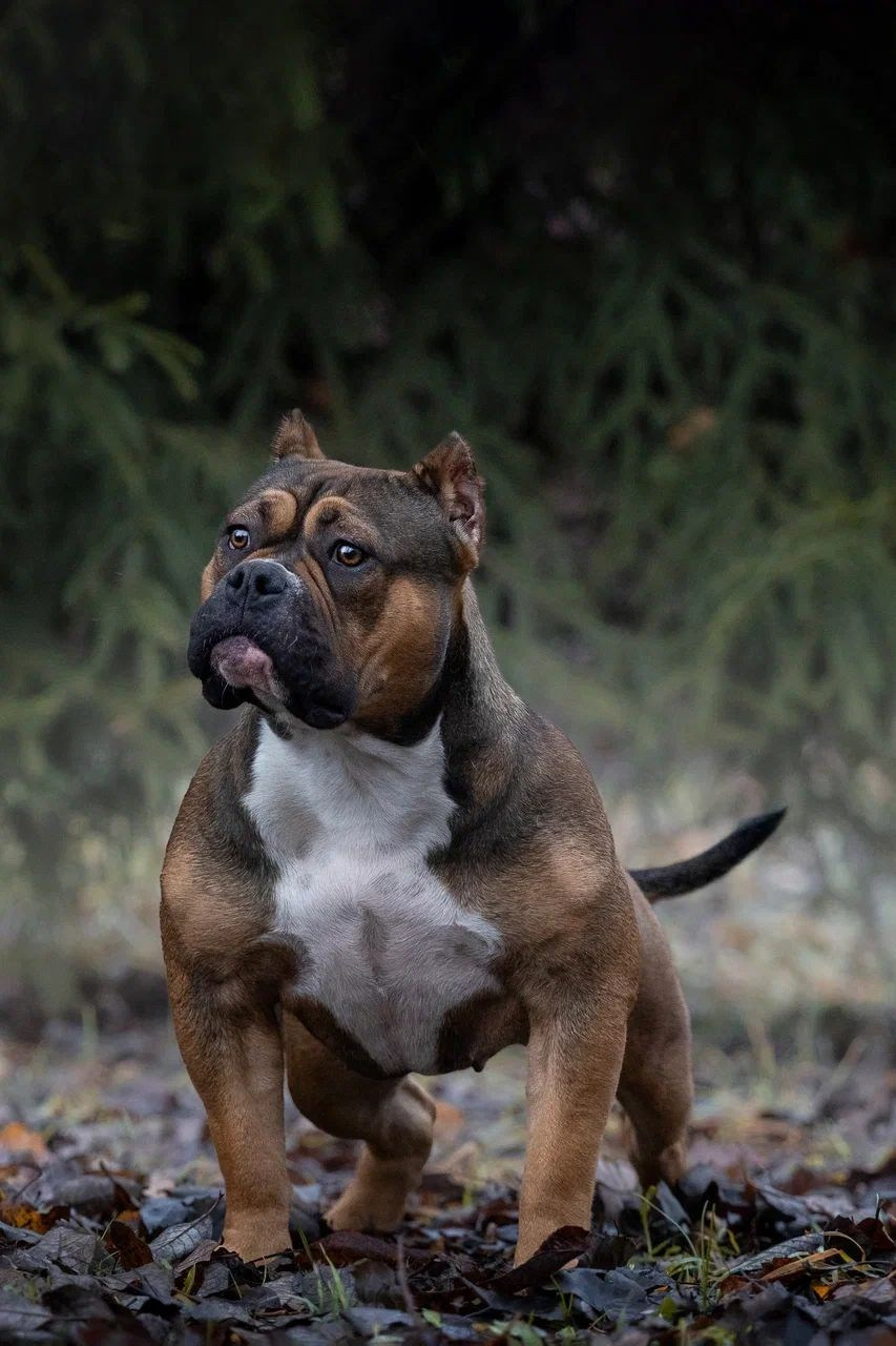 купить щенка в официальном питомнике American Bully в Пензе