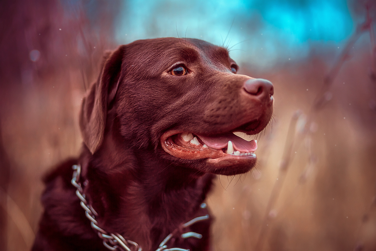 Елена Арди - Детская и семейная. Фотограф на крещение и венчание в Самаре и Тольятти Елена Арди