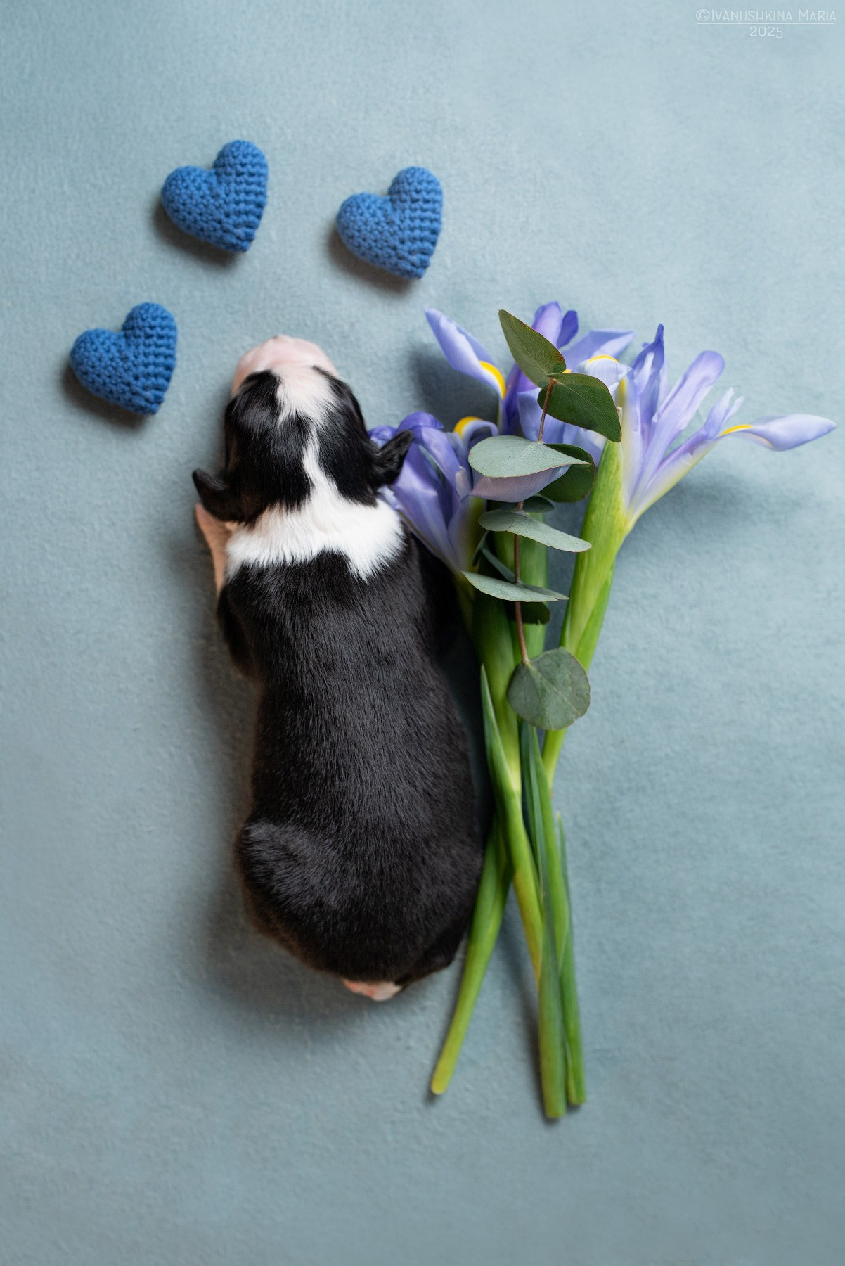 Ньюборн фотосессия щенков. Фотограф собак в Москве и Московской области Иванушкина Мария