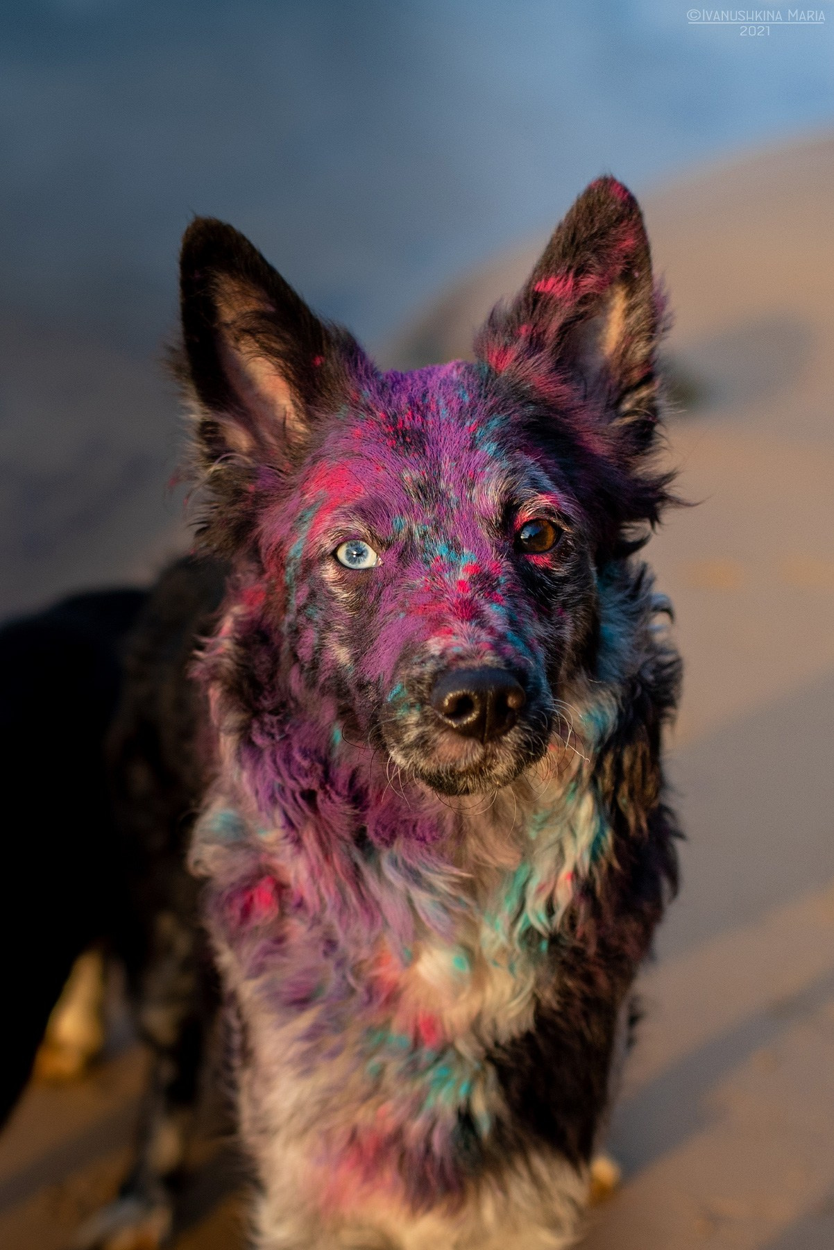 Фотосессия собаки с красками холи. Фотограф собак в Москве и Московской области Иванушкина Мария