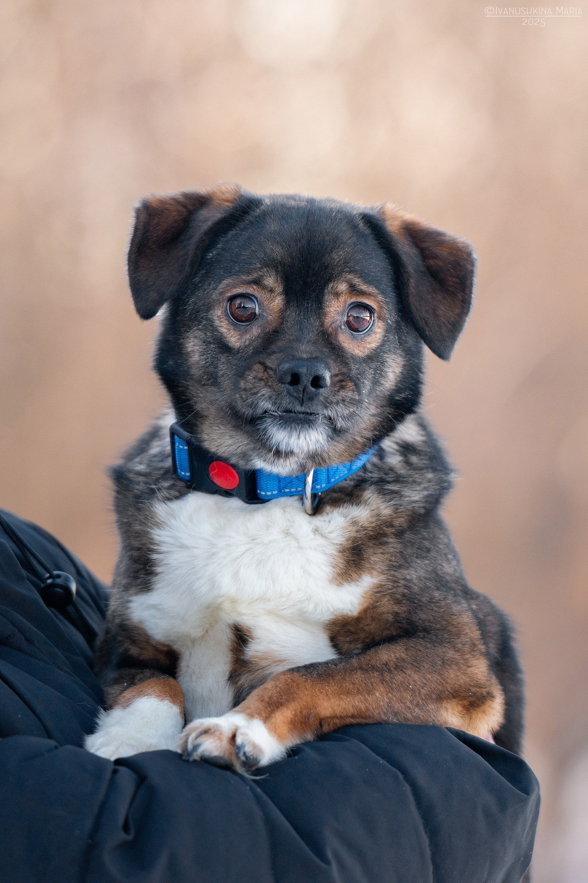 Пиарные фотосессии собак на пристройство. Фотограф собак в Москве и Московской области Иванушкина Мария