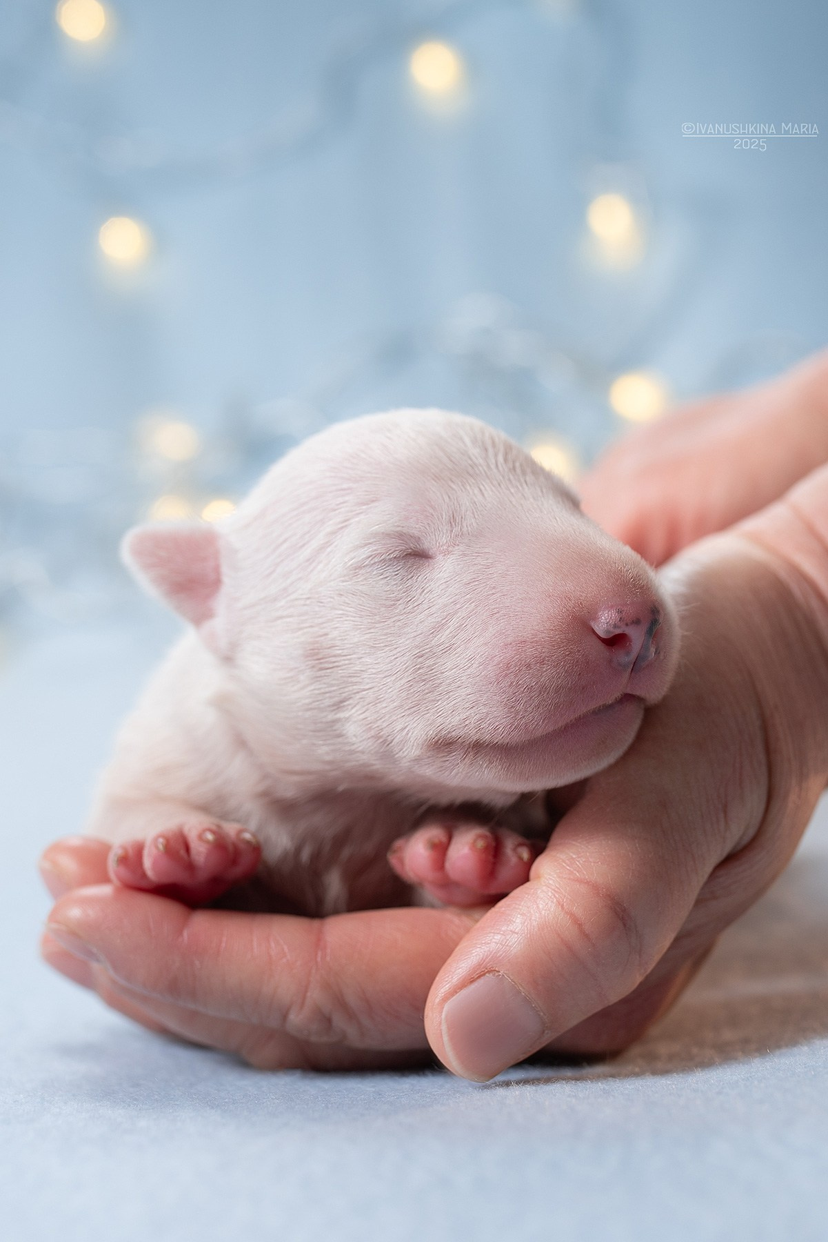 Ньюборн фотосессия щенков. Фотограф собак в Москве и Московской области Иванушкина Мария