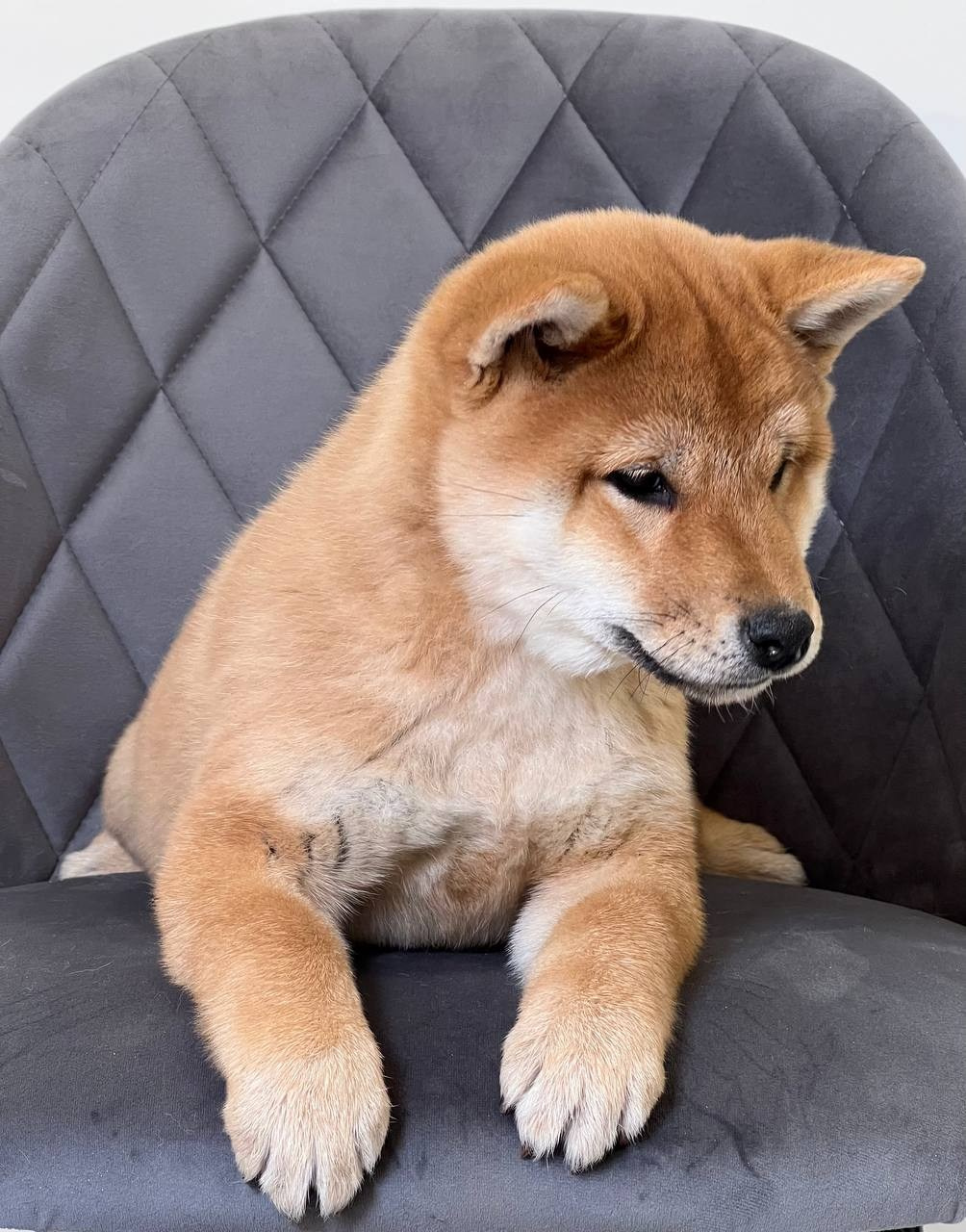 Сиба Rubylight Zoe питомник Рубилайт 