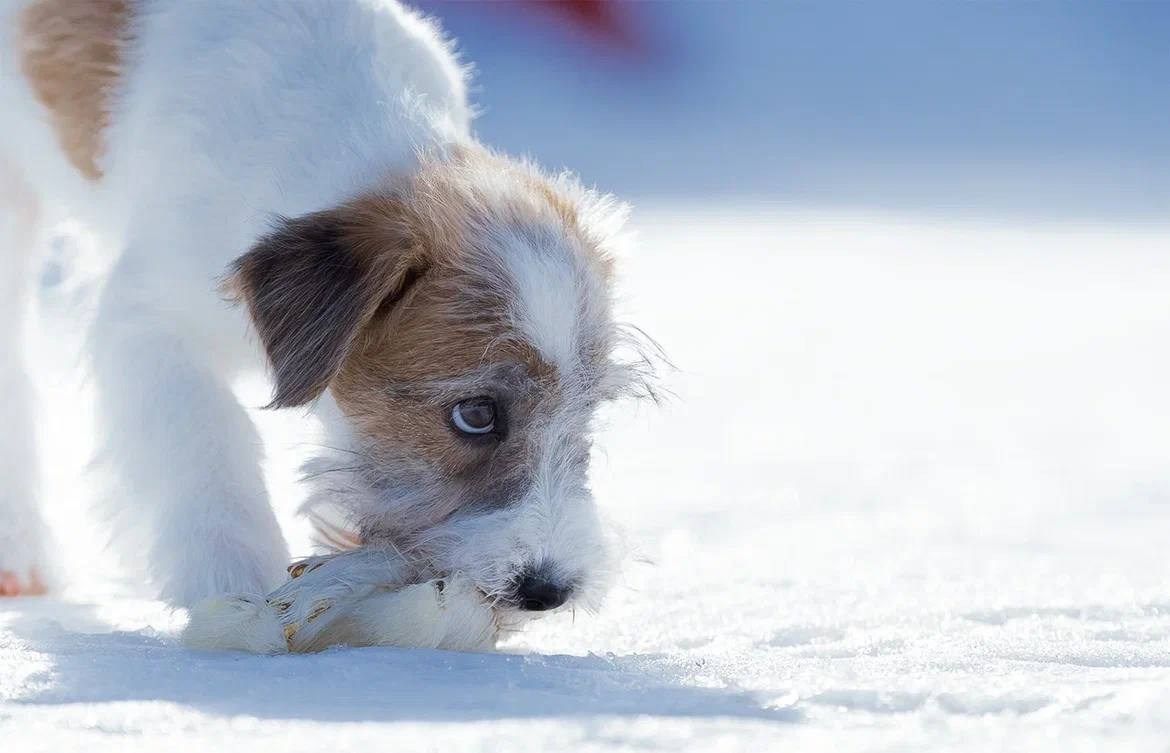 Сука 1. Lovely Orange kennel Jack Russell Terrier FCI/RKF