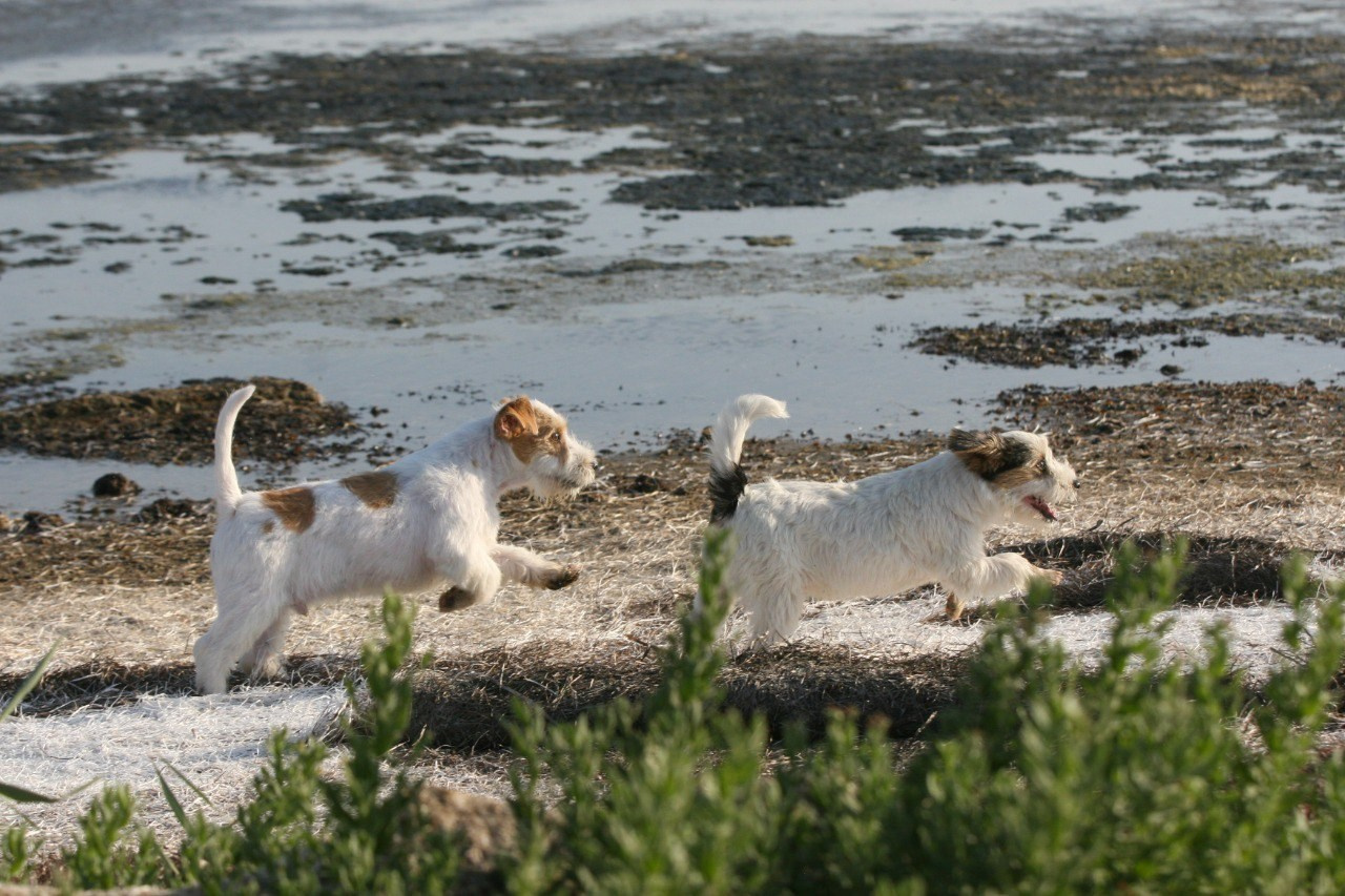 Жизнь питомника. Lovely-Orange питомник джек рассел терьеров