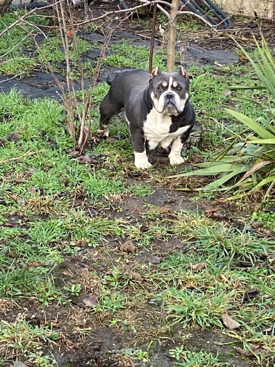 Линда (вязка Батайск). Американский Булли в г. Ростов-на-Дону. Питомник THE POWER OF SIBERIA
