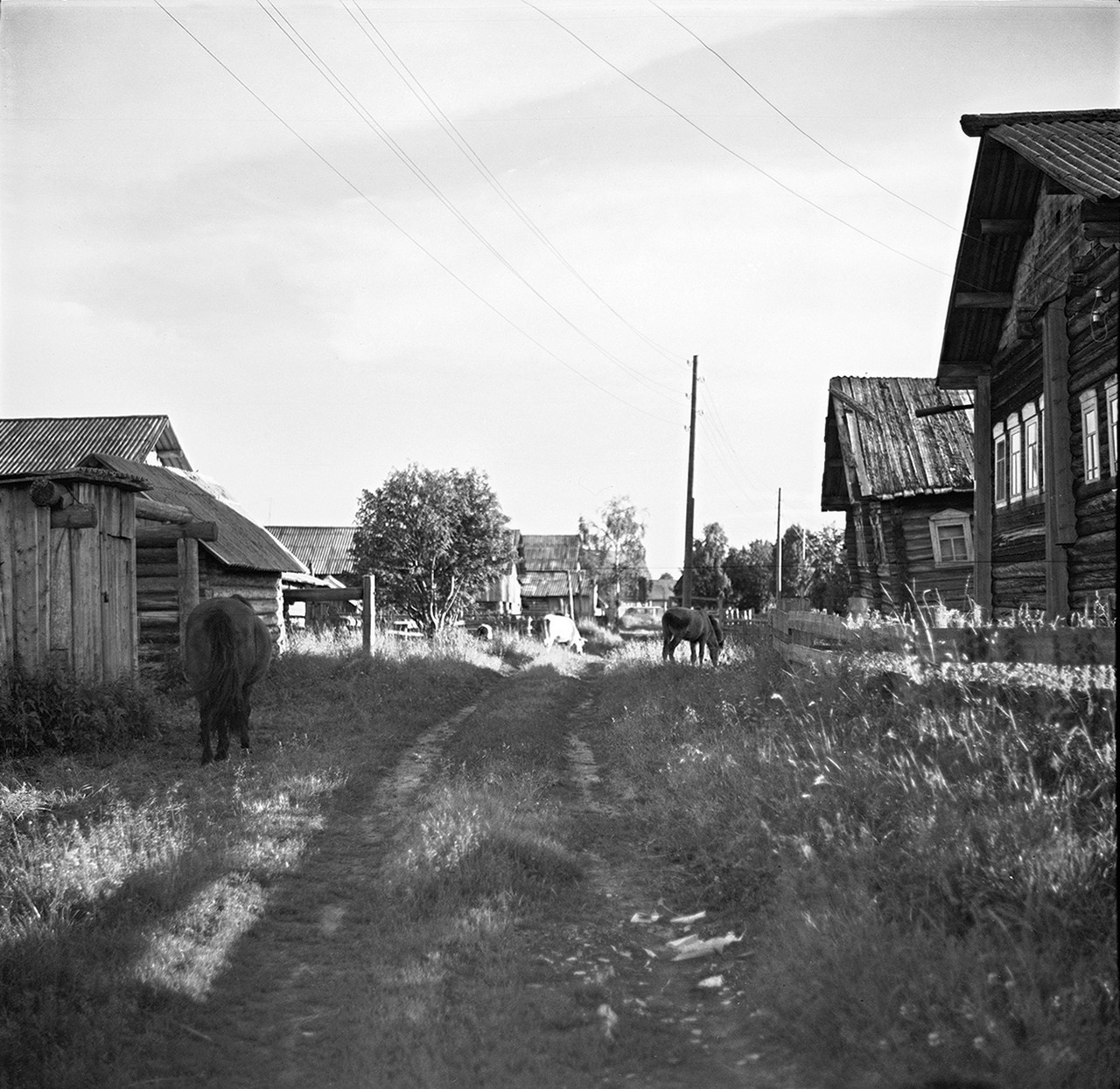 Было лето. Часть 1. ФОТОГРАФ ЛИЛИЯ БИЧУРИНА