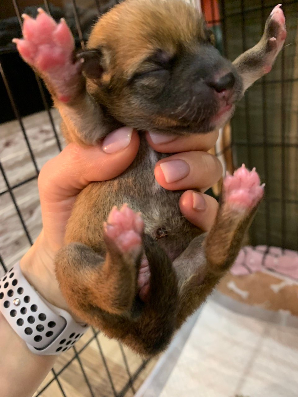 сиба питомник Рубилайт щенки на продажу rubylight  сиба щенки купить СПб Санкт-Петербург