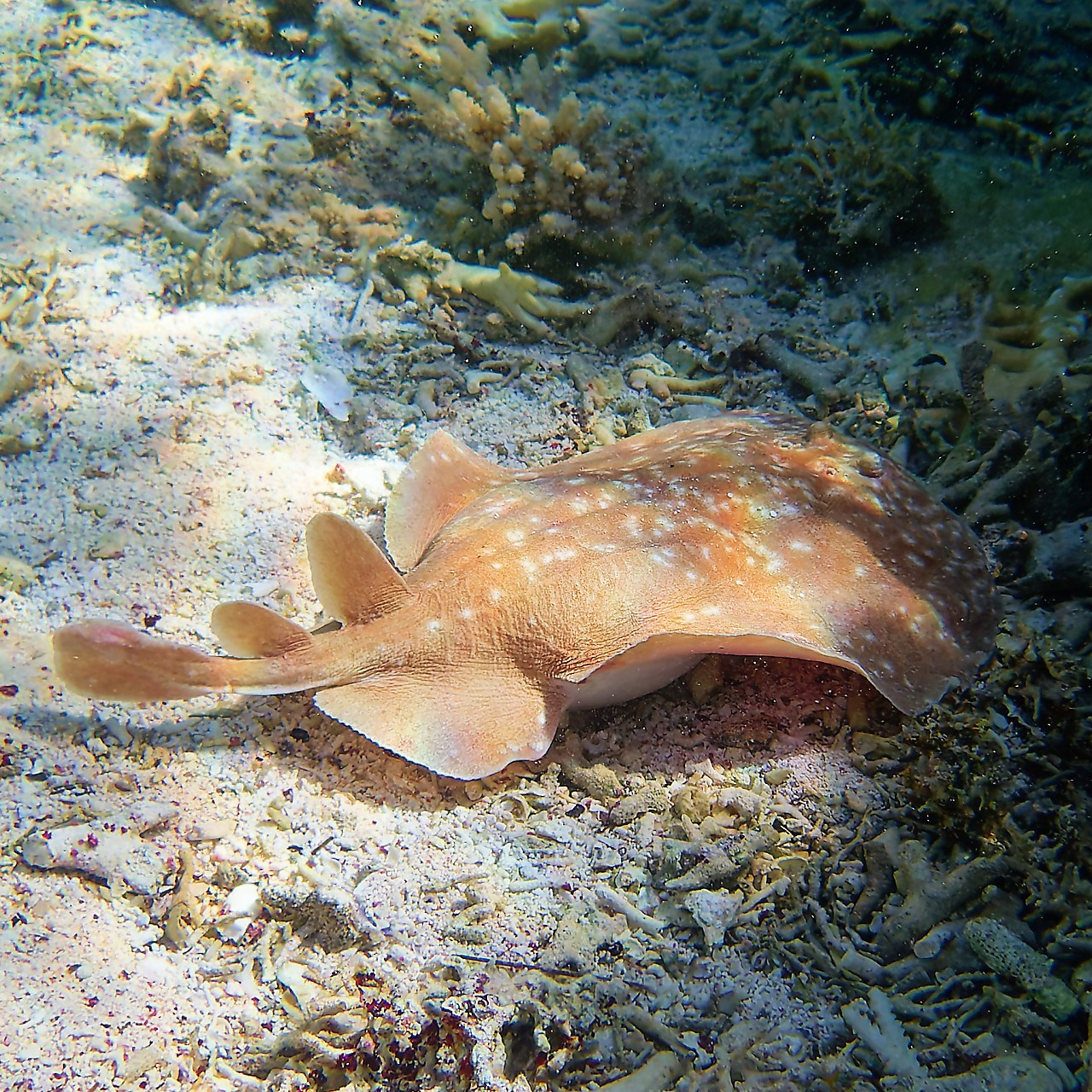 Рыбов показываю