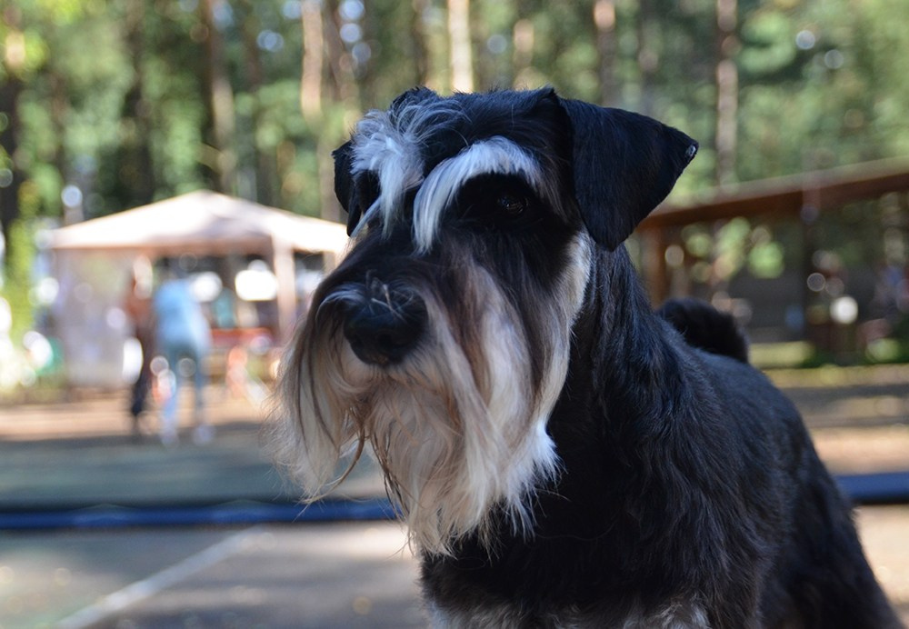 Изар/Delinso Balance Izar Tesoro. Питомник цвергшнауцеров в Беларуси «Делинсо Бэлэнс»