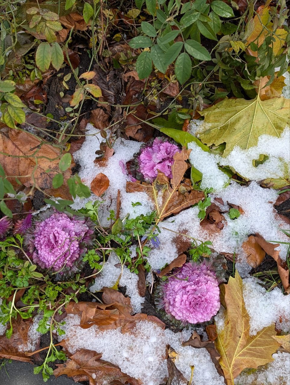 Автор: Анастасия Папишвили